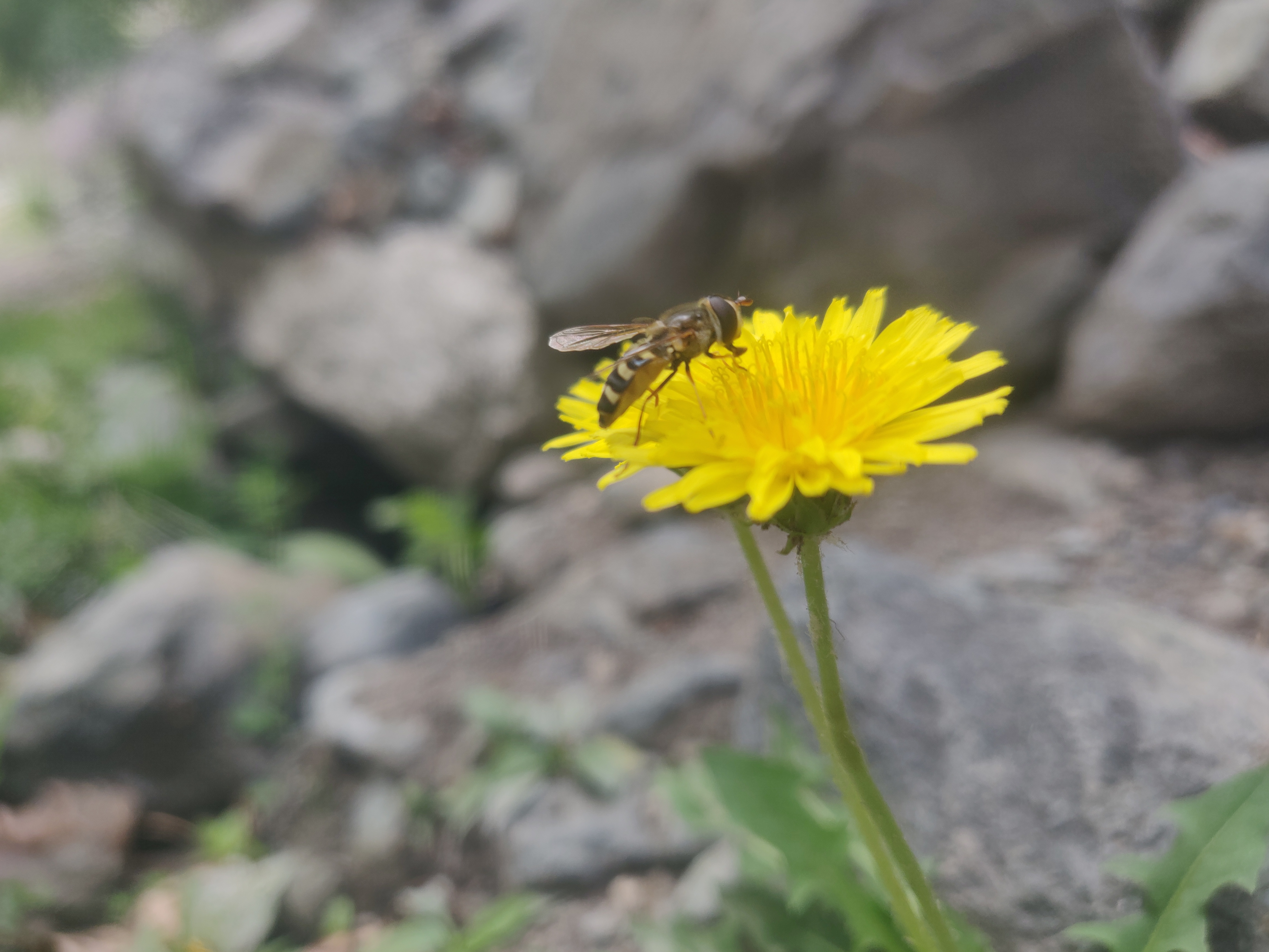 Preserving Biodiversity - Thriving natural ecosystem, plants, and wildlife biodiversity